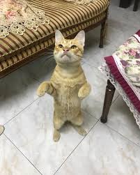 Funny Cat Videos Try Not To Laugh In 2020 Funny Cats Cat And Dog Videos Funny Cat Videos