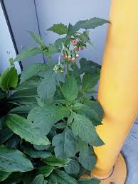 Image result for Gnidia hockii