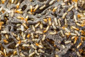 We guarantee your pest problem will be solved. The Destructive Termites In Utah Elevate Pest Control