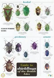 Guide To Shieldbugs Of The British Isles Identification