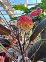 Image result for Kohleria