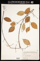 Image result for Strophanthus bequaertii