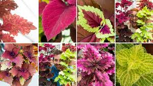 Image result for Coleus rhodesianum