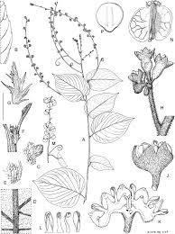 Image result for Gouania tiliifolia