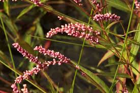Image result for Persicaria decipiens