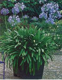 Agapanthus Plants Garden Containers Agapanthus