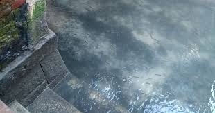 Water In Venice Canals Goes Crystal Clear After Coronavirus ...