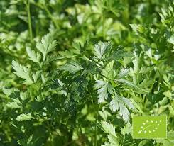 Image result for Coriandrum