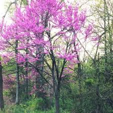 Image result for Pavetta decumbens