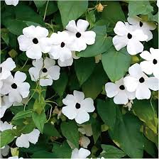 Image result for Thunbergia annua