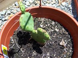 Or you can use your mini greenhouse! How To Grow A Prickly Pear Cactus From Seeds Dummer Garden Manage Gfinger Es La App De Jardineria Mas Profesional
