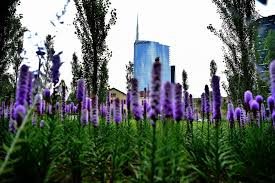 Fondazione riccardo catella via g. Milano Un Esplosione Lilla Fra I Grattacieli Fiorisce La Biblioteca Degli Alberi La Repubblica