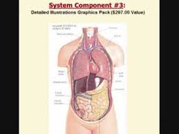 Anatomy Charts And Illustrations Medical Anatomy Course Anatomy And Physiology