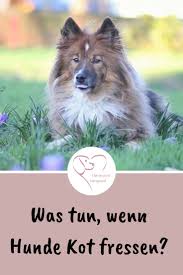Wenn Hunde Kot Fressen Hunde