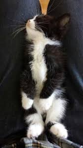 Tuxedo American Shorthair Cat Black And White Precious Baby By Consuelo Cute Baby Animals Cute Cats Kittens Cutest