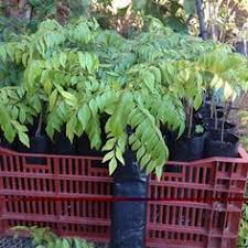 Check out this fruit tree pollination chart, right here! Tropica Mango Rare And Exotic Fruit Nursery