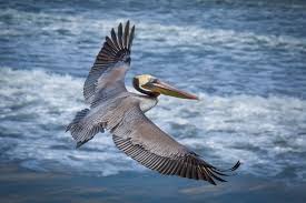 Check out upcoming pelicans games and team schedules. Pelican Odd By Design Graceful In Flight The San Diego Union Tribune