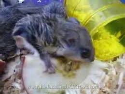 baby flying squirrels