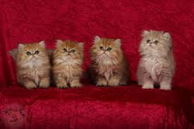 Check out our british longhair cat selection for the very best in unique or custom, handmade pieces from our shops. British Shorthair And Persian Cat Breeder Starryeyed Cats Home Facebook