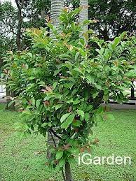 森氏紅淡比樹木簡介及賞樹情報 outdoor plants outdoor structures