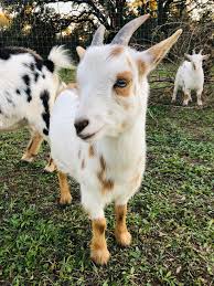 Learn vocabulary, terms and more with flashcards, games and other study tools. Nigerian Dwarf Goat 8 Months Old Goats