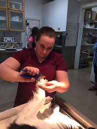 Maybe you would like to learn more about one of these? Saint Francis Pet Clinic Towntalk Biz Business Directory