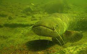 Wels is a city in upper austria, on the traun river near linz. Wels Catfish Monitoring Cae Mab Network