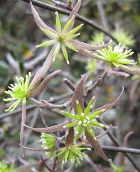 Image result for Clematis commutata