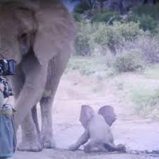The 38 seconds long video starts with the elephant calf carefully stepping into the tub. Elephant Spoken Here