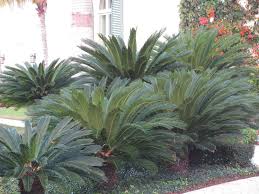 We did not find results for: Photo Of The Entire Plant Of Sago Palm Cycas Revoluta Posted By Dutchlady1 Garden Org