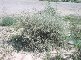 Image result for Aerva