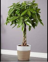 Indoor Plant Floor Plants Money Tree Plant Money Tree Plant Care