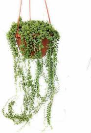 Scegliete una pianta cascante che con le sue foglie trasformerà un angolo in una picolla cascata di verde! Pianta Del Rosario Coltivazione