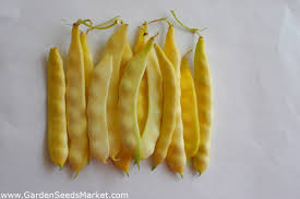 We did not find results for: Kacang Kuning Kuning Goliatka Besar Pod Jenis Phaseolus Vulgaris L Benih Garden Seeds Market Penghantaran Percuma