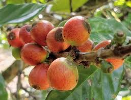 Image result for Coffea ligustroides