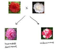 It's like mixing paints, red + white will make pink. Incomplete Dominance And Codominance What Is The Difference Now I Know