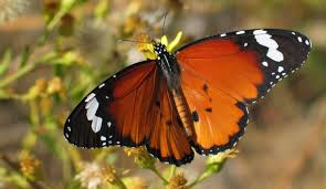 When The Butterflies Are Happy We Re All Happy Ramat Hanadiv