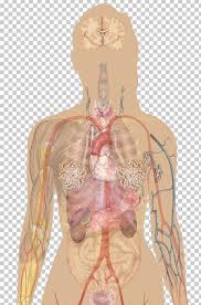 An organ can contain epithelial tissue, muscle tissue, connective tissue and nervous tissue. Human Body Human Anatomy Organ Human Skeleton Png Clipart Abdomen Anatomy Arm Back Blood Vessel Free