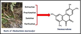 Image result for Neoboutonia
