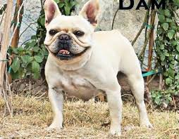 French bulldog puppies $0 (mesa az) pic hide this posting restore restore this posting. French Bulldog Puppy For Sale Adoption Rescue For Sale In Payson Arizona Classified Americanlisted Com