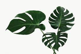 Split Leaf Philodendron Monstera Plant Element Transparent Png Free Image By Rawpixel Com Teddy Rawpixel