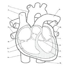 I've just created some fantastic resources for learning about the human heart. Simple Outline Simple Anatomical Heart Drawing Novocom Top