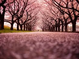 The cherry blossom season will be moving across japan's northern island of hokkaido until around mid may. Best Cherry Blossom Runs Great Runs