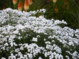 Image result for Galium