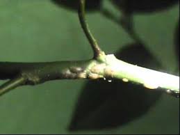 How to identify and treat citrus tree diseases and insects. Citrus Tree With Scale Infestation Youtube
