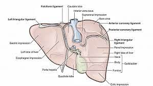 This video is based on request and in this making diagram of liver posterior and see till the end #like #share #subscribe thank you. Easy Notes On Liver Learn In Just 4 Minutes Earth S Lab