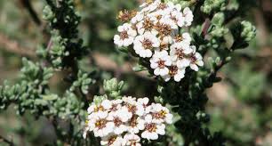 Image result for Eriocephalus