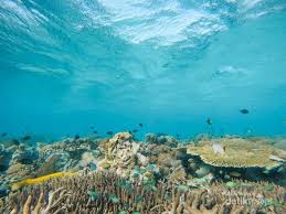 600 gambar laut yang indah laut gratis from cdn.pixabay.com pemandangan tidak melulu pegunungan dan sawah pemandangan di bawah laut juga sangat indah dimana indonesia adalah surganya … 20 Gambar Indah Pemandangan Bawah Laut Pemandangan Top Banget