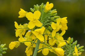 Image result for Brassica