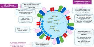 Influenza is contagious from before you even start to feel symptoms and continues for several days. Burden Of Influenza B Virus Infection And Considerations For Clinical Management Sciencedirect